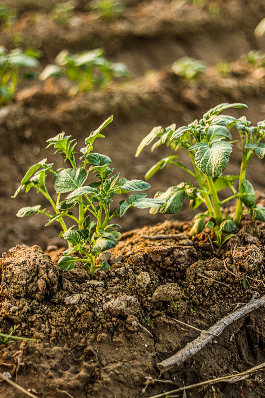 field, farm, india, planting, farming, village, indian village