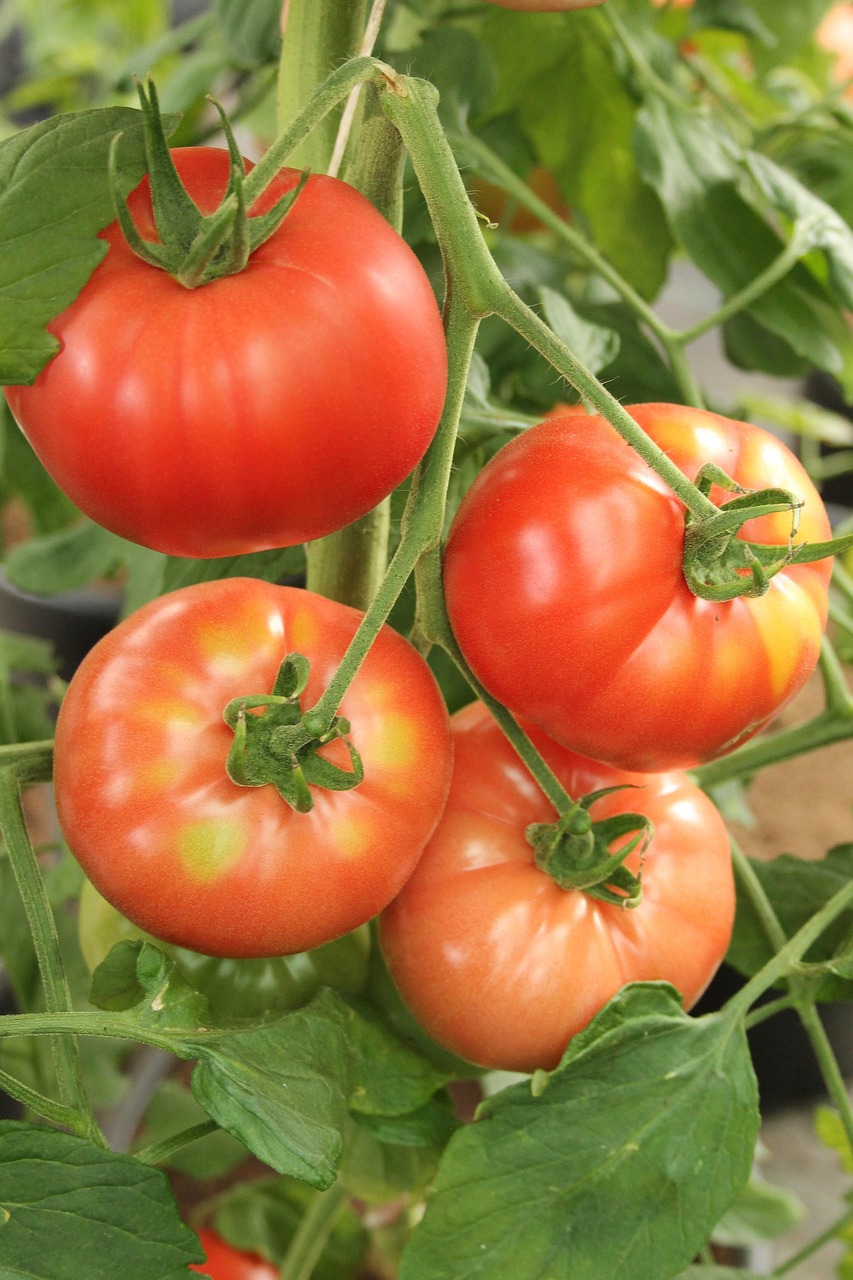 beef tomato, nature, tomato, tomatoes, beef tomatoes, vegetables, plant, harvest