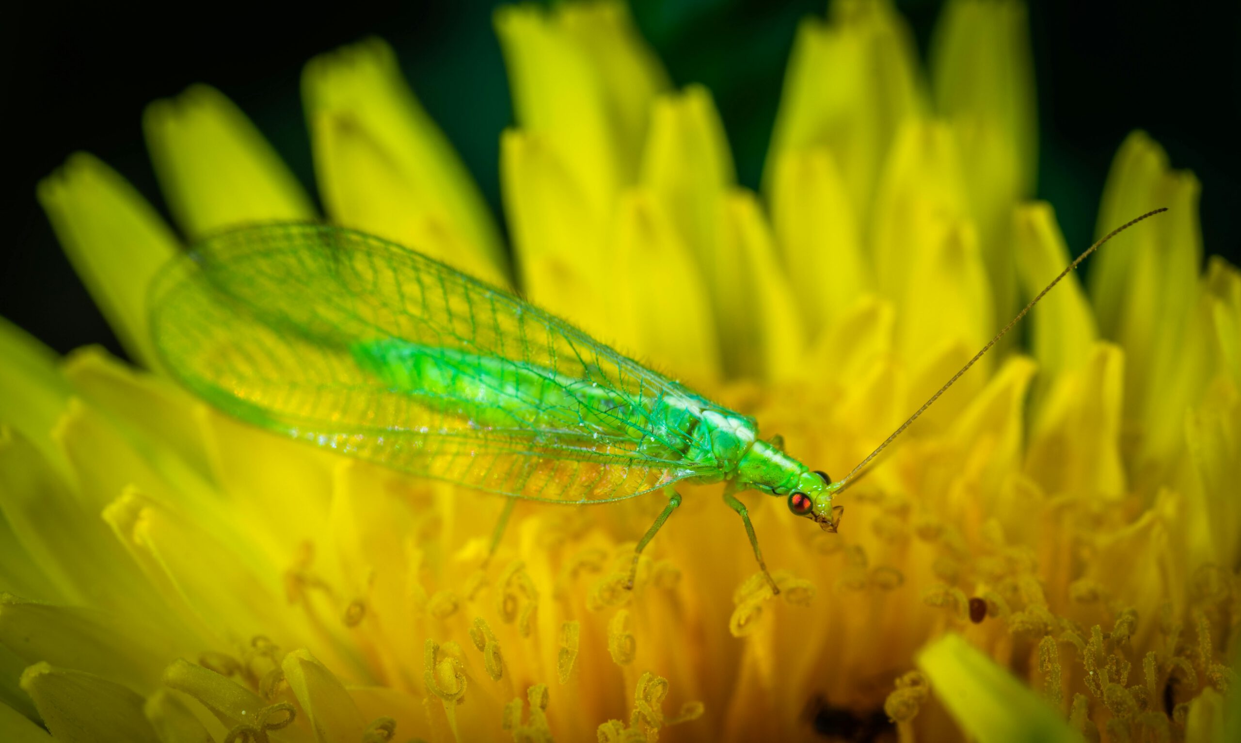Close-up of a green lacewing insect resting on a bright yellow flower, showcasing macro photography.