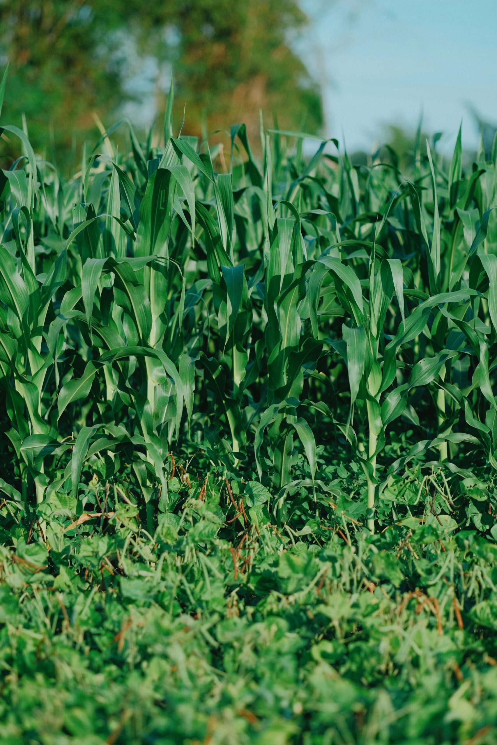 Vibrant green corn field under clear summer sky, perfect for agricultural themes.