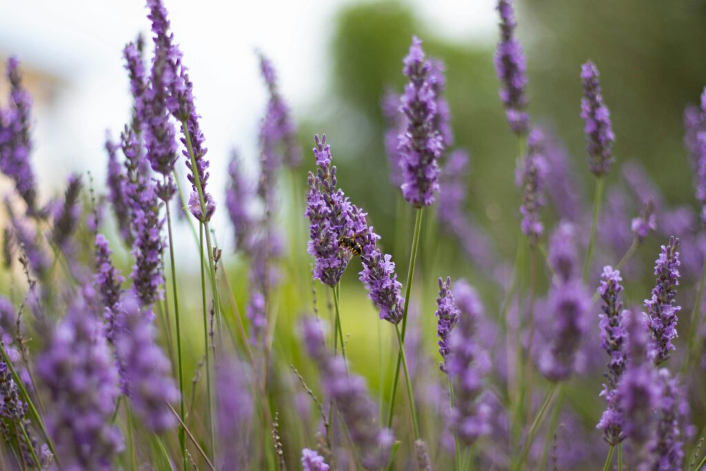 Close-up of purple lavender flowers in a sunlit field, capturing summer's vibrant essence.