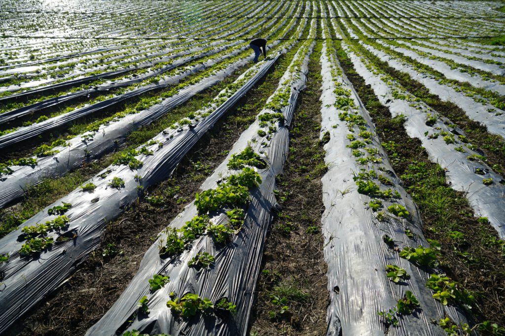A farmer cares for crops in meticulously lined agricultural fields, highlighting sustainable farming.