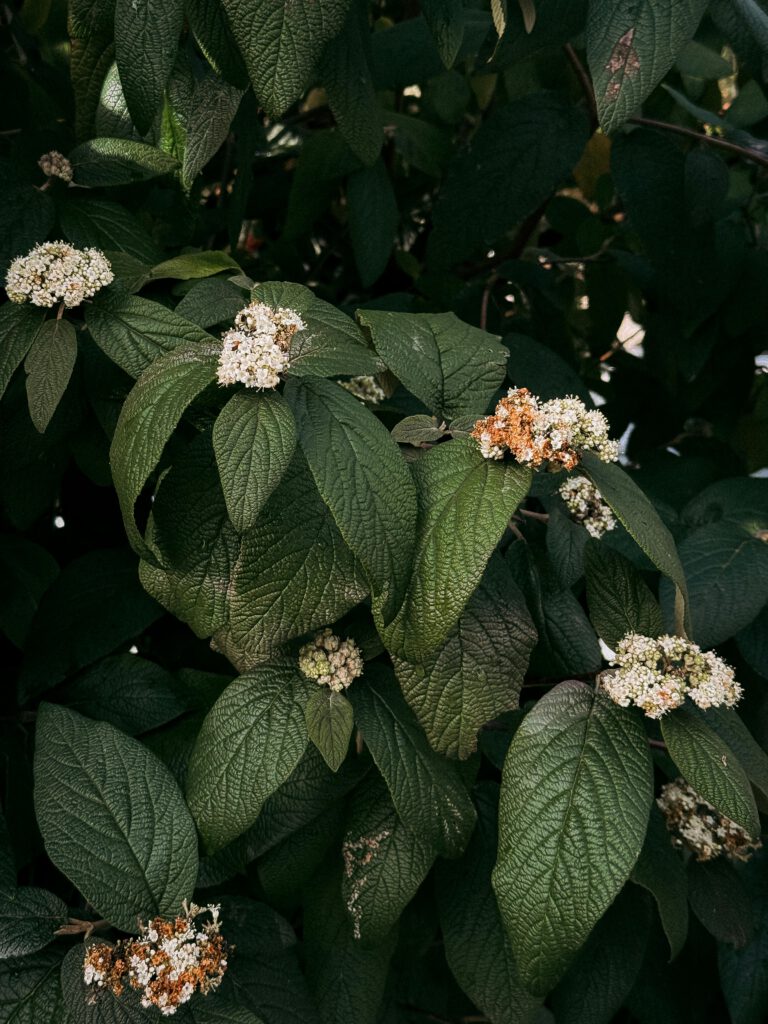 Detailed view of viburnum shrub with textured green leaves and clusters of white flowers.