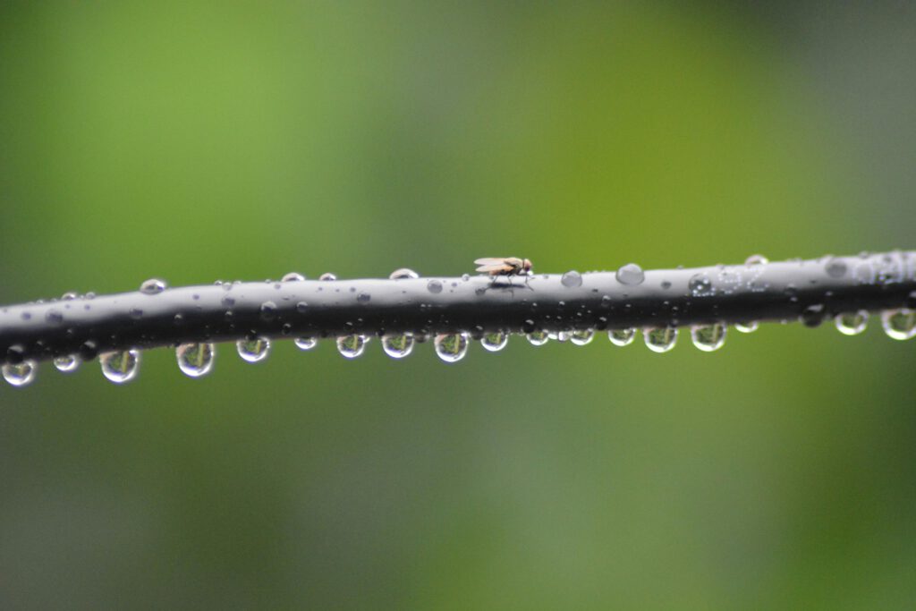 Close-up of a fly resting on a branch with water droplets against a green background.