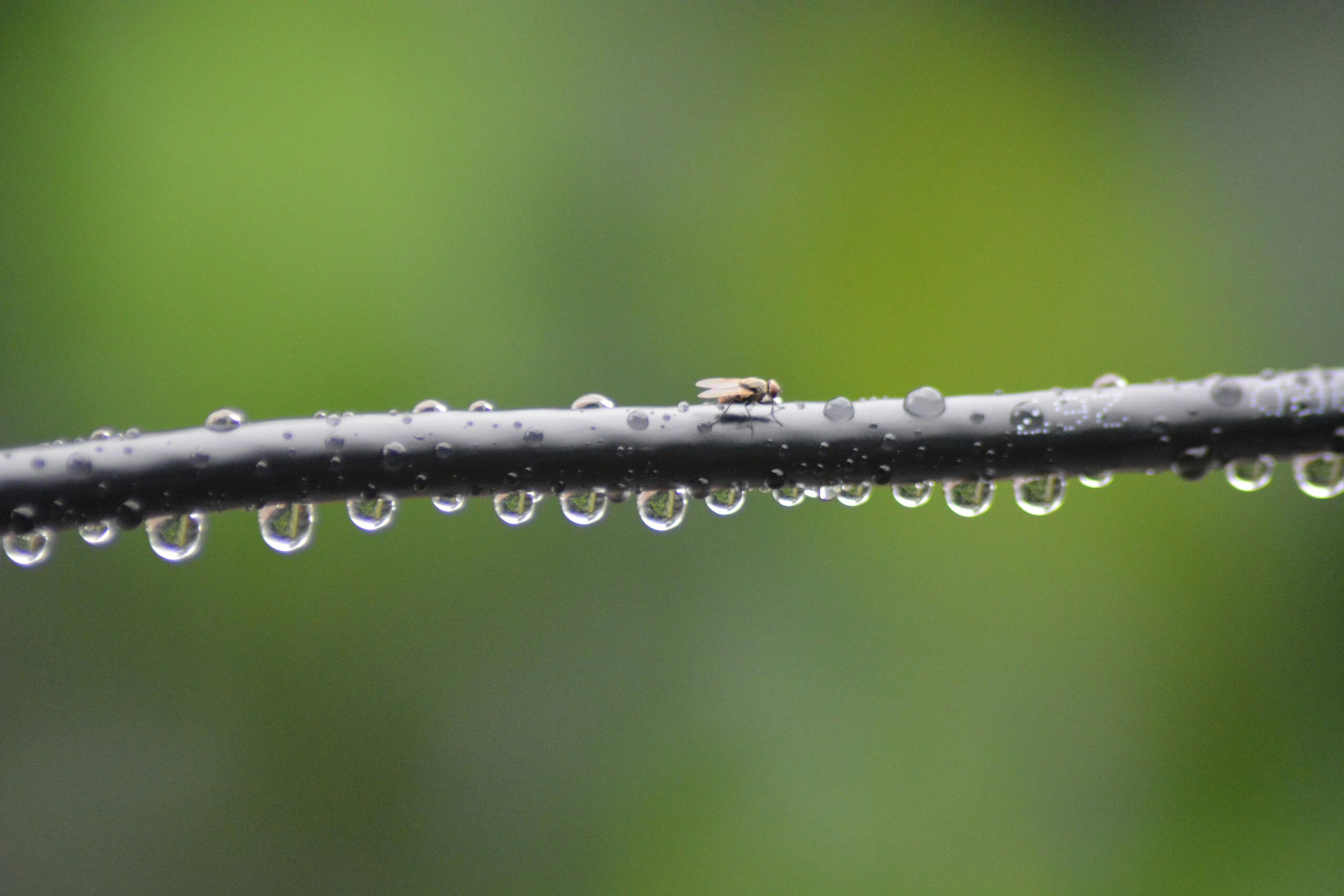 Close-up of a fly resting on a branch with water droplets against a green background.