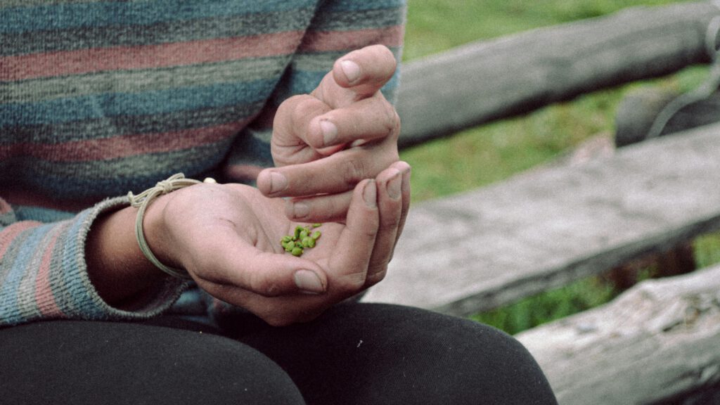 A person in a striped sweater holds small green seeds, sitting outdoors on a bench.